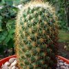 12 _Coryphantha _erecta _SB508 _01